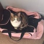 cat with petting aggression, biting, and hissing, bats strangers — Melrose, Massachusetts Alana Stevenson review