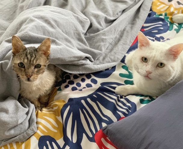 cats not getting along in Cambridge, Massachusetts — review for Alana Stevenson