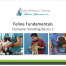 humane cat handling tutorial – pt 2 by Alana Stevenson