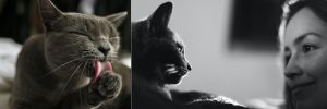 grey cat grooming herself next to woman gazing at cat for article on FIV+ adoptable cats by Alana Stevenson