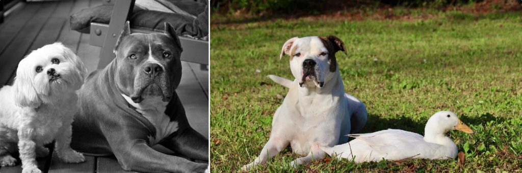 Poodle Dave, grey Staffordshire Terrier with Maltese friend, and Suz, white Staffordshire Terrier next to Dory, a white duck, for passive dog training article by Alana Stevenson