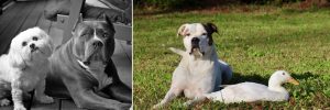 Poodle Dave, grey Staffordshire Terrier with Maltese friend, next to Suz, white Staffordshire Terrier with Dory, a white duck for passive training article by Alana Stevenson