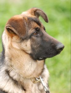 Passive Dog Training | German Shephard