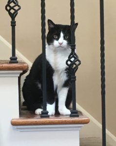 Feline Immunodeficiency Virus | Male Cat