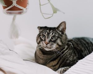 FIV+ cat relaxing on the bed