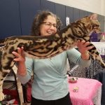 behavior help for Bengal cats in Harvard, Massachusetts — Alana Stevenson review