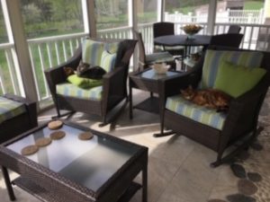 cats on chairs