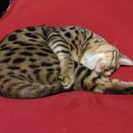 play aggression in a cat and staying up at night, sleeping on the bed, Arlington, Massachusetts — cat client testimonial, Alana Stevenson review
