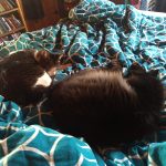  cat client review on inter-cat aggression and fighting between cats, Vermont — Alana Stevenson