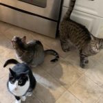 fighting and aggression between multiple cats, play aggression, and cats sleeping on the bed, Massachusetts — cat client review for Alana Stevenson