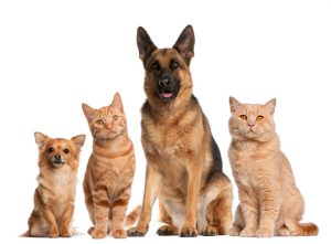 Training for dog and cat shelters, rescues and veterinary staff