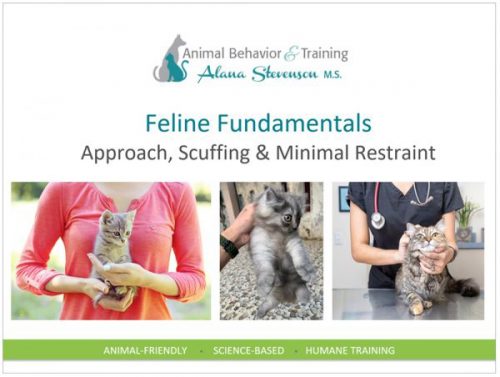 cat handling tutorial: Approach, Scruffing & Minimal Constraint by Alana Stevenson