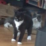 fighting between cat and kitten, fear and fireworks, Lowell, Massachusetts — Alana Stevenson review