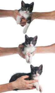 Hold kitten