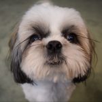pacing at night, fear of thunder, fireworks, and separation anxiety in Shih Tzu — Massachusetts, Alana Stevenson client review