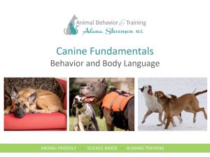 Canine Fundamentals