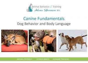 Canine Fundamentals