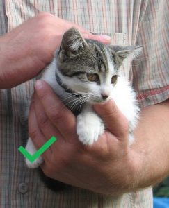 carry a kitten