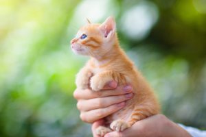 orange kitten being gently held and carried