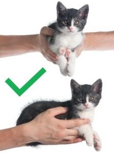 Hold a kitten