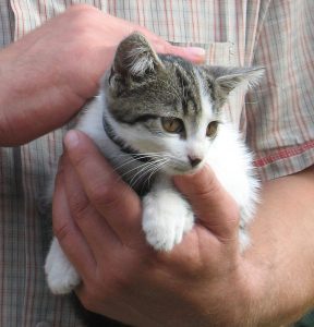 carry kitten