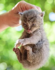 scruffing kitten