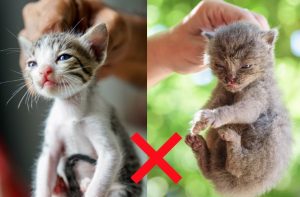 scruffing a kitten