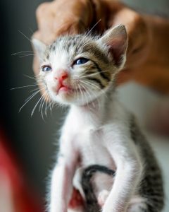 carrying kitten