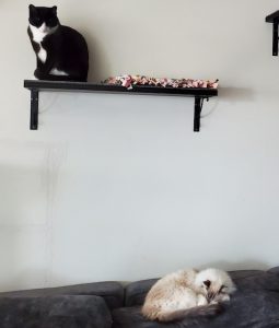 vertical space and cats using the litter box, Alana Stevenson review, Seattle, Washington
