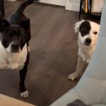 two dogs with leash reactivity, anxiety, fear of elevator — online dog training, Massachusetts, Alana Stevenson review