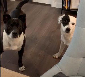 treats, crates, elevator anxiety