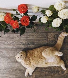 happy fat orange cat with roses