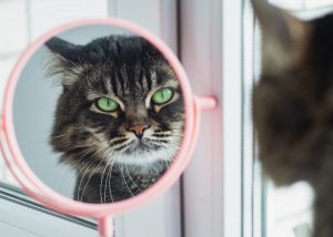 put your cat on a diet