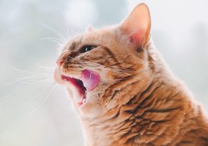 hungry orange cat licking his mouth