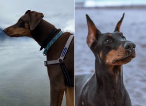 Doberman ear-cropping