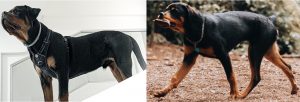 tail-docking
