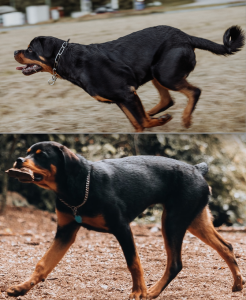 tail-docking rottweiler