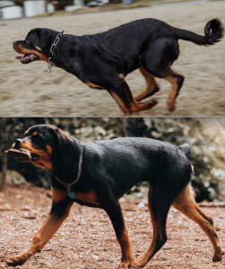 tail-docking rottweiler