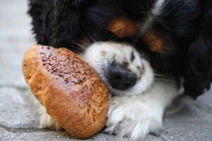 hungry puppy eating bread