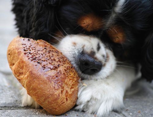 Hungry Puppies Need to be Well-Fed
