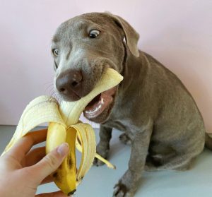 hungry puppy eating a banana