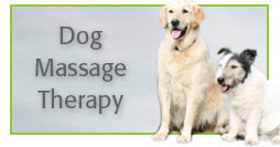 dog massage therapy in Vermont with Alana Stevenson