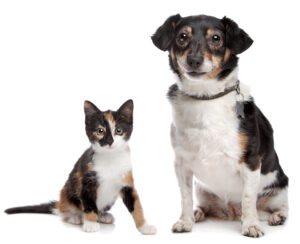Adopt from a Shelter dog kitten