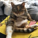 redirected aggression and aggression between cats, client review, Alana Stevenson, Massachusetts