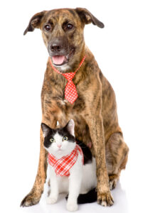 adopt a dog cat alana stevenson