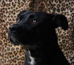 black pitbull mix for blog on adopt a dog or cat from a shelter by Alana Stevenson