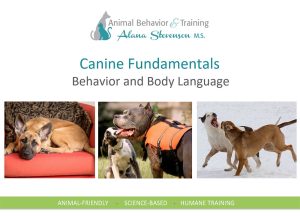 Canine Fundamentals: Behavior & Body Language