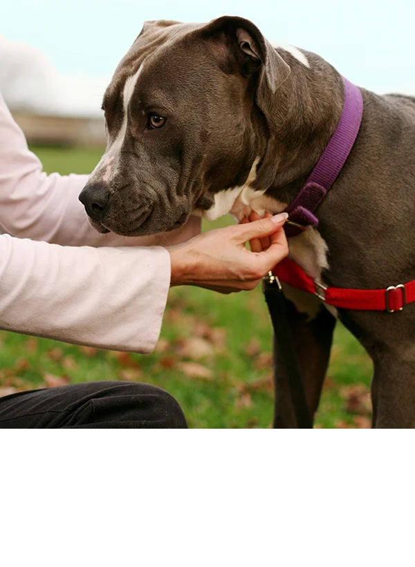Alana Stevenson Dog Training