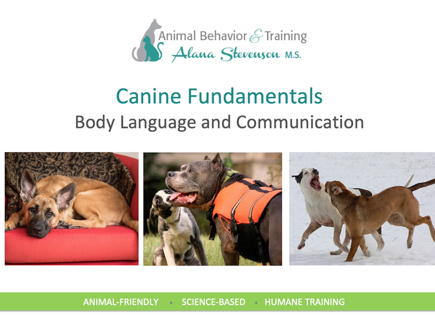 dog behavior & training tutorial by Alana Stevenson — dog behavior and communication