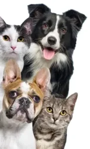 Shelter, Rescue & Veterinary staff Training